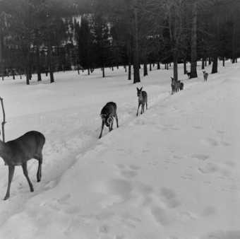 Rehe auf Schneepfad