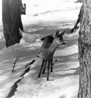 Rehe auf Schneepfad