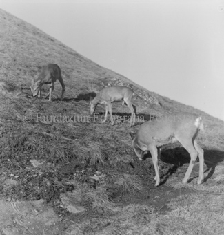 Rehe auf Hügel