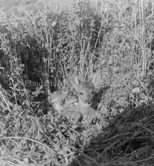 Rehkitz im Gras liegend