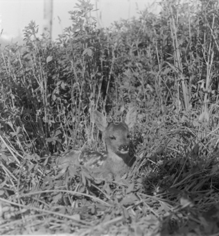 Rehkitz im Gras liegend