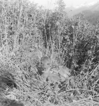 Rehkitz im Gras liegend