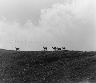 Gemsen in Berglandschaft