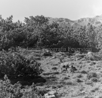 Gemsen in Berglandschaft