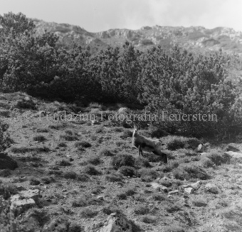 Gemsen in Berglandschaft