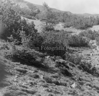 Gemsen in Berglandschaft