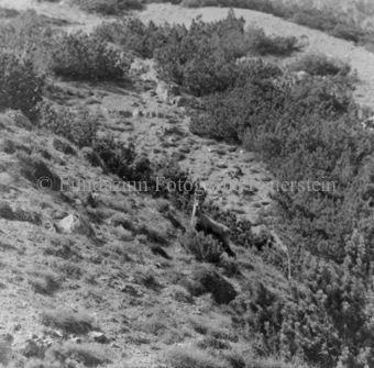 Gemsen in Berglandschaft