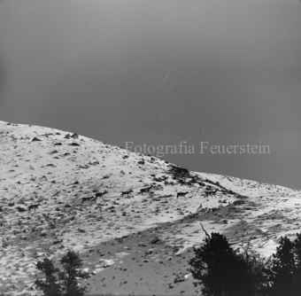 Gemsen in Berglandschaft