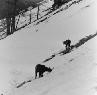 Gemsen in Berglandschaft