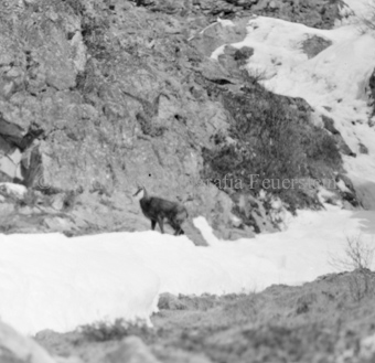Gemsen in Berglandschaft
