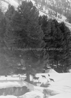 Gemsen in Berglandschaft