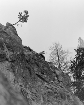 Gemsen in Berglandschaft