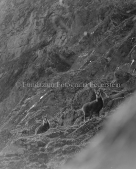 Gemsen in Berglandschaft