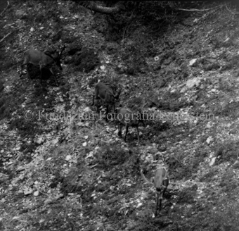 Hirsche in Berglandschaft