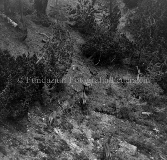 Hirsche in Berglandschaft