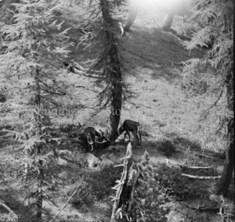 Hirsche in Berglandschaft