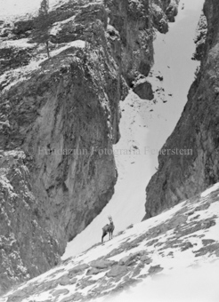 Hirsch in Berglandschaft
