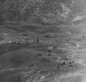 Hirsche in Berglandschaft