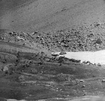 Hirsche in Berglandschaft