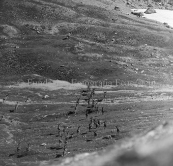 Hirsche in Berglandschaft