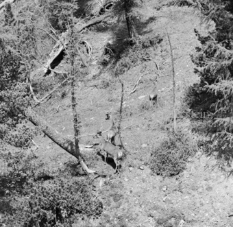 Hirsch in Berglandschaft