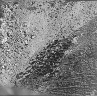 Hirsche in Berglandschaft