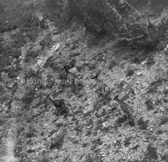 Hirsche in Berglandschaft