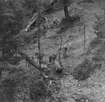 Hirschenherde im Wald