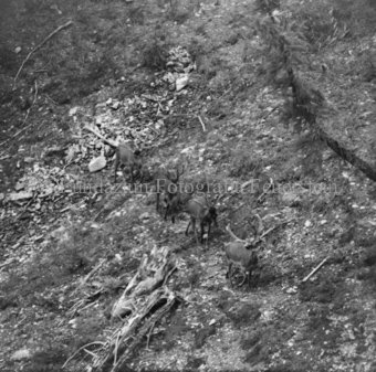 Hirschenherde im Wald