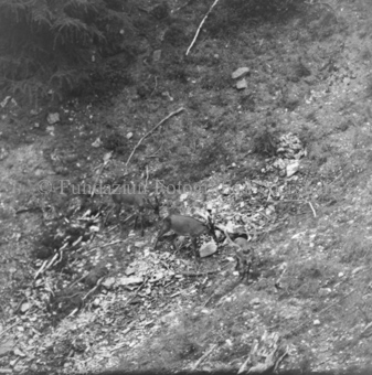 Hirschenherde im Wald