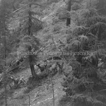 Hirschenherde im Wald