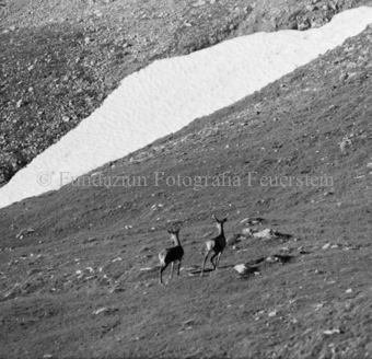 Hirsche in Berglandschaft