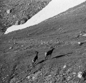 Hirsche in Berglandschaft