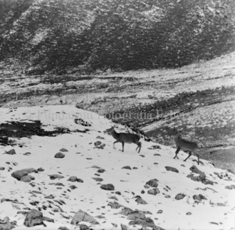 Hirsch in Berglandschaft