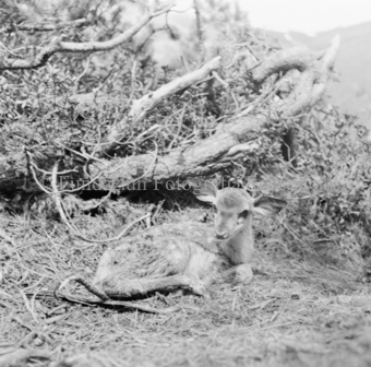 Hirschkalb liegend