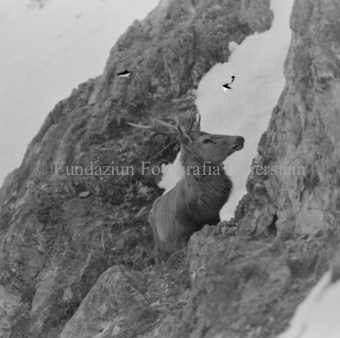 Hirsch hinter Felswand