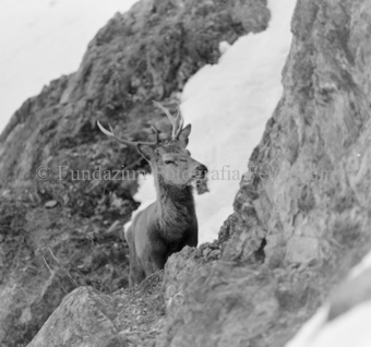 Hirsch hinter Felswand