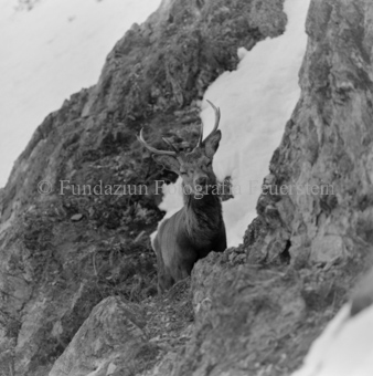Hirsch hinter Felswand