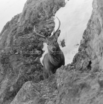Hirsch hinter Felswand