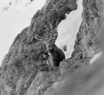 Hirsch hinter Felswand