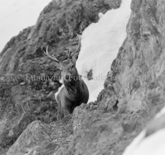Hirsch hinter Felswand