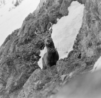 Hirsch hinter Felswand