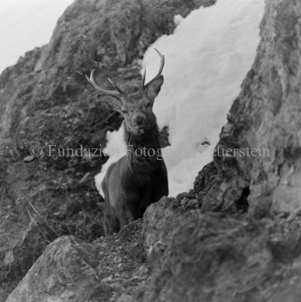 Hirsch hinter Felswand