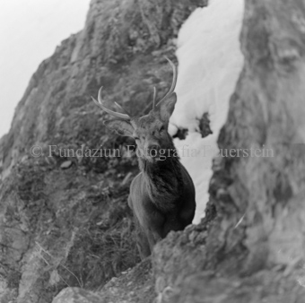 Hirsch hinter Felswand