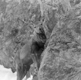 Hirsch hinter Felswand