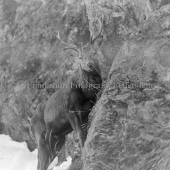 Hirsch hinter Felswand