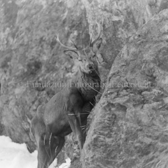 Hirsch hinter Felswand