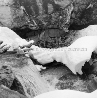 Hirsch überquert Eisbach