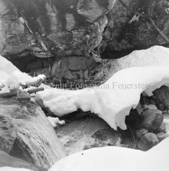 Hirsch überquert Eisbach