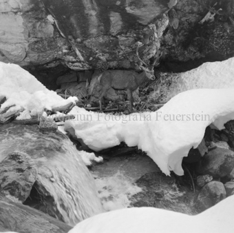 Hirsch überquert Eisbach
